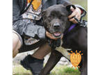 Adopt GiGi a Black Labrador Retriever / Mastiff / Mixed dog in Ann Arbor