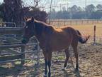 Adopt KAY a Bay Other/Unknown / Paso Fino / Mixed horse in Ocala, FL (37072526)