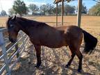 Adopt V a Bay Other/Unknown / Paso Fino / Mixed horse in Ocala, FL (37072525)