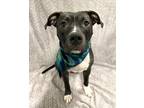 Adopt LORETTA a Black - with White Bull Terrier / Mixed dog in Aliquippa