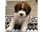 Saint Berdoodle Puppy for sale in Gallatin, TN, USA