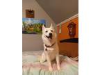 Adopt EMBER a White Eskimo Dog / Husky / Mixed dog in Gloucester, VA (37071770)