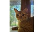 Adopt Morris a Domestic Shorthair / Mixed (short coat) cat in Athens