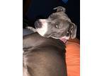 Adopt Lola a Gray/Silver/Salt & Pepper - with White American Pit Bull Terrier /