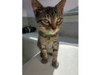 Adopt Lima a Brown Tabby Domestic Shorthair (short coat) cat in Calgary