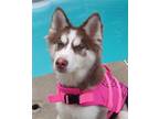 Adopt Penne a Siberian Husky / Mixed dog in Matawan, NJ (37067372)