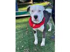 Adopt *CHAPS a White - with Black American Staffordshire Terrier / Mixed dog in