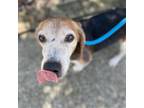 Adopt Walter 22949 a Brown/Chocolate Beagle / Mixed dog in Middleburg