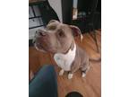 Adopt Roxie a Tan/Yellow/Fawn - with White American Pit Bull Terrier / Mixed dog