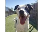 Adopt Pongo a White - with Tan, Yellow or Fawn Great Dane / Mixed Breed (Large)