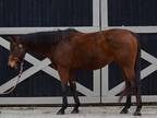 Adopt Teelfa a Bay Thoroughbred horse in Nicholasville, KY (37067624)