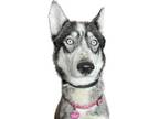 Adopt Nani a Gray/Blue/Silver/Salt & Pepper Husky / Mixed dog in Reno