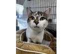 Adopt Pearlie a Brown or Chocolate Domestic Shorthair / Domestic Shorthair /