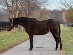 Adopt Stormin' Jetta a Bay Thoroughbred / Mixed horse in Nicholasville