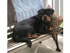 Adopt Nimesis a Black - with Tan, Yellow or Fawn Rottweiler / Mixed dog in Eagle