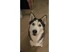 Adopt Sage a Gray/Blue/Silver/Salt & Pepper Husky / Mixed dog in Tahlequah