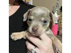 Chihuahua Puppy for sale in Starkville, MS, USA