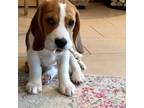 Beagle Puppy for sale in Lawrenceburg, KY, USA