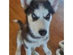 Siberian Husky Puppy for sale in Grove City, OH, USA