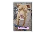 Adopt Caramel a Pit Bull Terrier