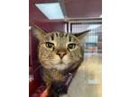 Adopt Chleo a Domestic Short Hair