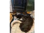 Adopt Empire and Poe a Domestic Short Hair, American Shorthair