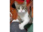Adopt Willow a Tabby