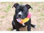 Adopt LUCIA a American Staffordshire Terrier, Boxer