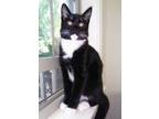 Adopt Grohl a All Black Domestic Shorthair / Domestic Shorthair / Mixed cat in