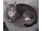 Adopt Hawkins a Gray or Blue Domestic Shorthair / Domestic Shorthair / Mixed cat