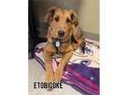 Adopt Etobicoke a German Shepherd Dog