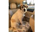 Adopt Reggie a Great Pyrenees
