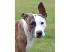 Adopt Reonia a American Staffordshire Terrier