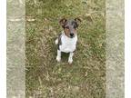 Jack Russell Terrier PUPPY FOR SALE ADN-537541 - 6 month old Female Blue Merle