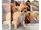 Chihuahua PUPPY FOR SALE ADN-538011 - CKC Registered Chihuahua Puppy