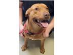 Adopt Abraham a Red/Golden/Orange/Chestnut Labrador Retriever / Pit Bull Terrier
