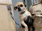 Adopt MINNIE a Tan/Yellow/Fawn Pug / Mixed dog in San Jose, CA (37084026)