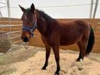 Adopt SWEET WILLIAM a Bay Mustang / Mixed horse in Methuen, MA (37083431)