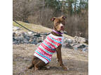 Adopt Dyna a Brown/Chocolate American Pit Bull Terrier / Mixed dog in Ann Arbor