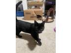 Adopt Morgan a Black (Mostly) Domestic Shorthair / Mixed (short coat) cat in