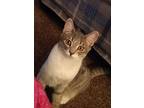 Adopt Leah a Spotted Tabby/Leopard Spotted American Shorthair (short coat) cat