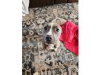 Adopt Macha a Brindle - with White American Pit Bull Terrier / Mixed dog in
