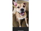 Adopt Jayda a Tan/Yellow/Fawn Pit Bull Terrier dog in St.