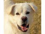 Adopt Heath a Jindo / Retriever (Unknown Type) / Mixed dog in San Ramon