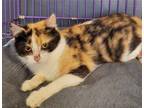 Adopt Prancer a Domestic Shorthair / Mixed (short coat) cat in Duncan