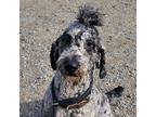 Adopt Malificent a Poodle (Standard) / Mixed dog in San Pablo, CA (37081358)