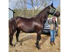 Adopt Mitt a Warmblood / Mixed horse in Hohenwald, TN (37080336)