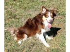 Adopt Harley a Brown/Chocolate Australian Shepherd / Mixed dog in Virginia