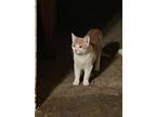 Adopt Peter a Orange or Red (Mostly) American Shorthair / Mixed (short coat) cat