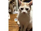 Adopt Jeffery a White (Mostly) American Shorthair / Mixed (short coat) cat in